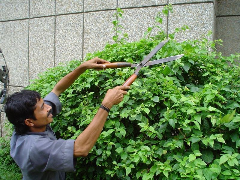 Shrub & Hedge Trimming in Appleton